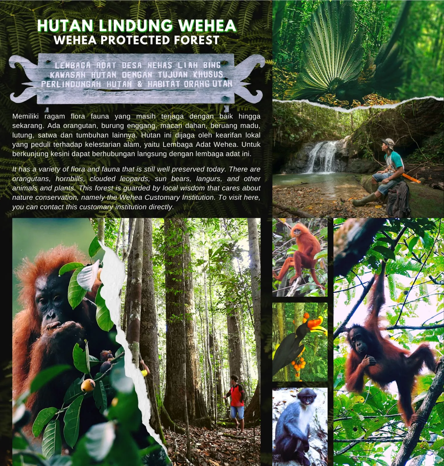 Explore Wehea Forest Adventure